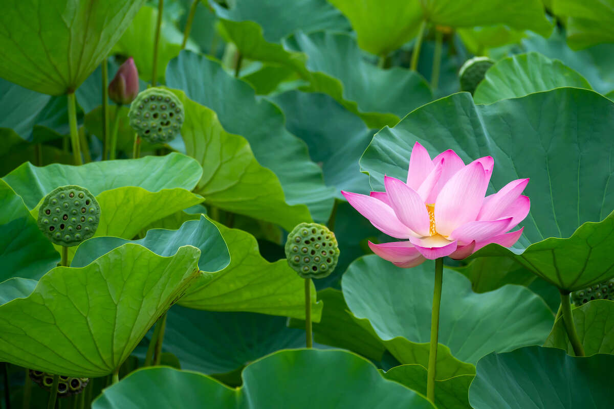 SPIRITUALITÉ : Traverser la nuit noire de l’âme et renaitre à soi  Rencontre avec Marie-Lise Labonté
