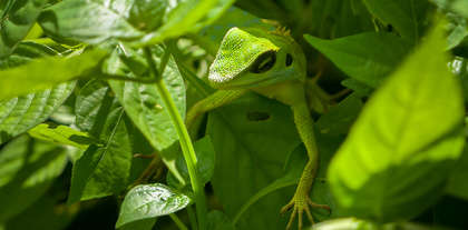 COUPLE : L’art du camouflage ou… Le besoin d’être aimé